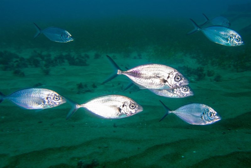 Skipjack trevally, , Pseudocaranx wrighti