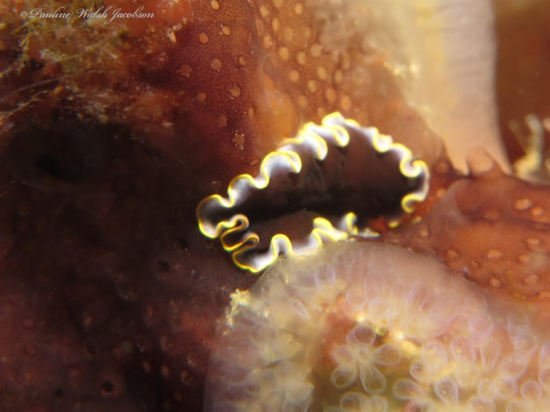 , Flatworm, Pseudoceros duplicinctus