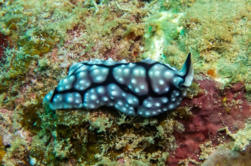 , Mimic Flatworm, Pseudoceros imitatus