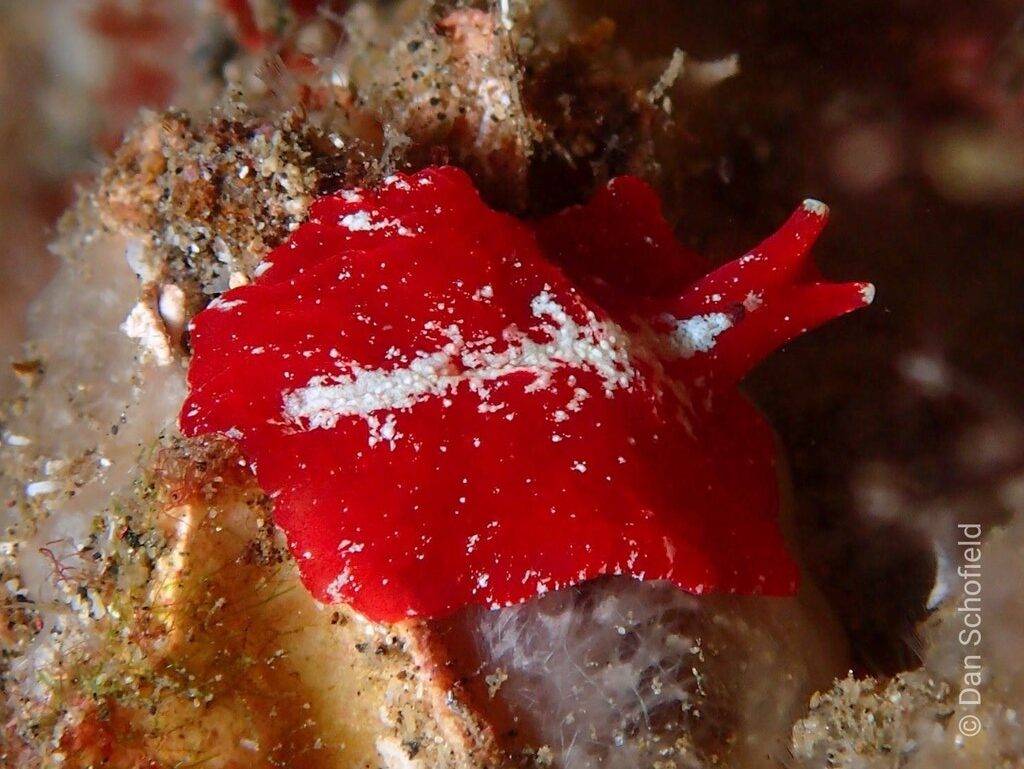 , Red Dwarf Flatworm - Pseudoceros rubronanus, Pseudoceros rubronanus