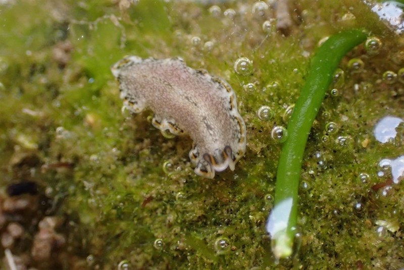 , Pseudoceros stimpsoni, Pseudoceros stimpsoni