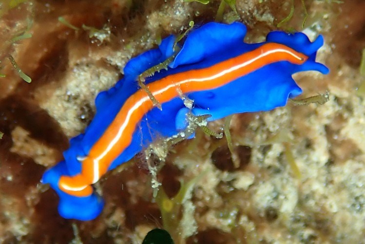 , Susan's Flatworm, Pseudoceros susanae