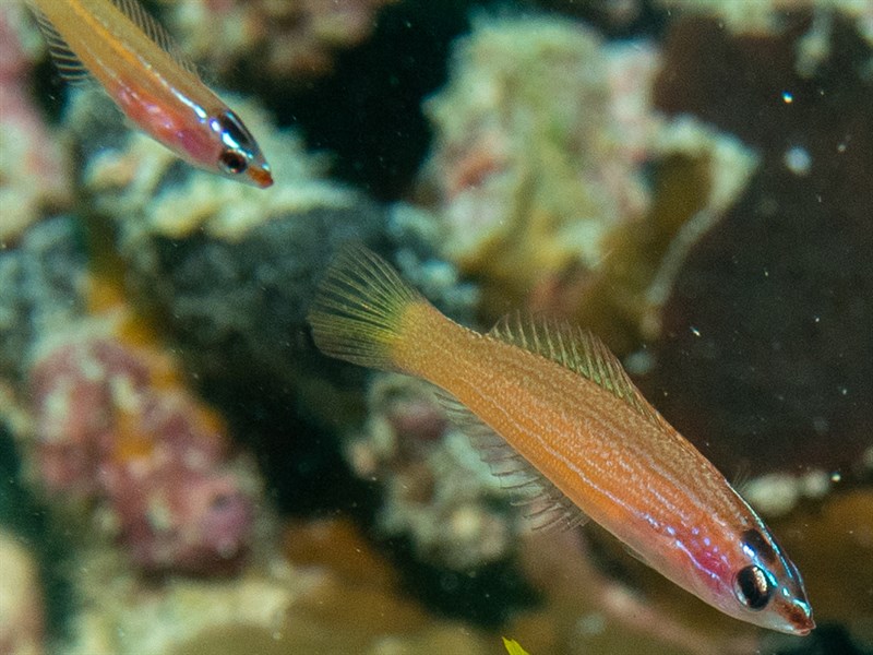 Redspot wrasse, Pink Wrasse, Redspot Wrasse, Yamashiro's Wrasse, Japanese Wrasse, Redthroat Rainbowfish, Pseudocoris yamashiroi