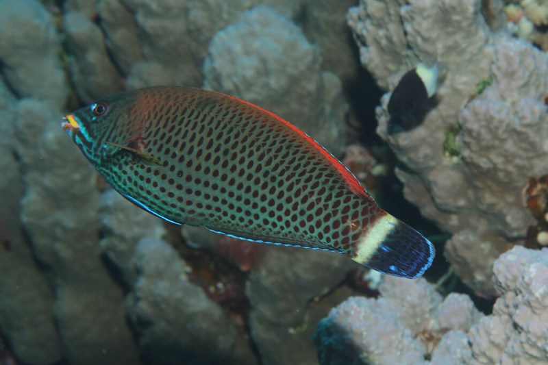 Chiseltooth wrasse, Chisel-tooth Wrasse, Chiseltooth Wrasse, Pseudodax moluccanus