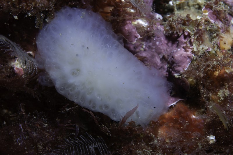 , Pseudodistoma crucigaster