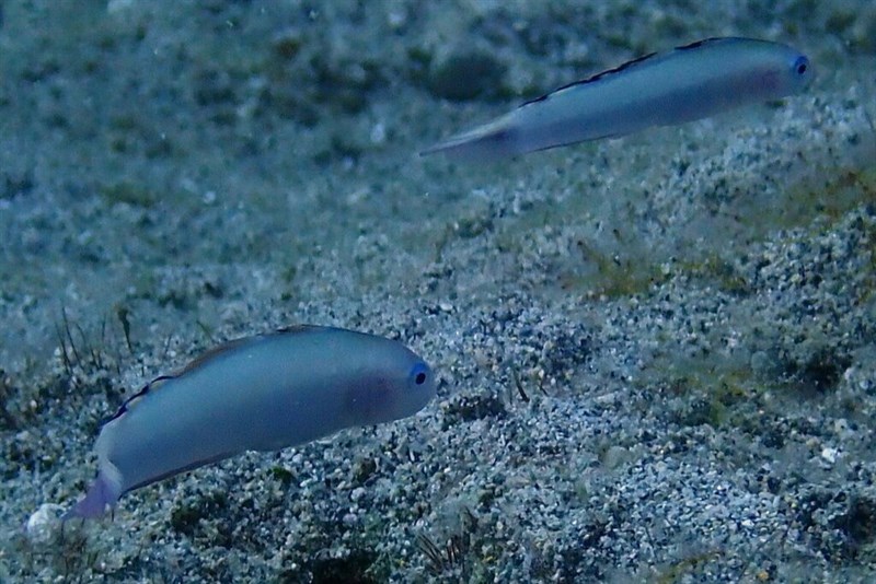 Blue goby, Blue Dartfish, Blue Goby, Hovering Dartfish, Ptereleotris calliura