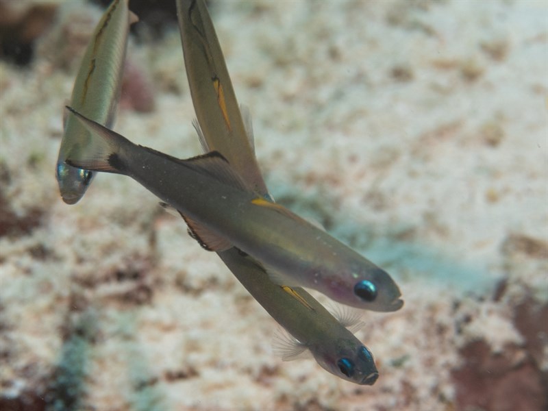 Blackfin dartfish, Arrow Goby, Blackfin Dartfish, Sailfin Hovergoby, Scissortail Dartfish, Spottail Gudgeon , Twotone Dartfish, Ptereleotris evides