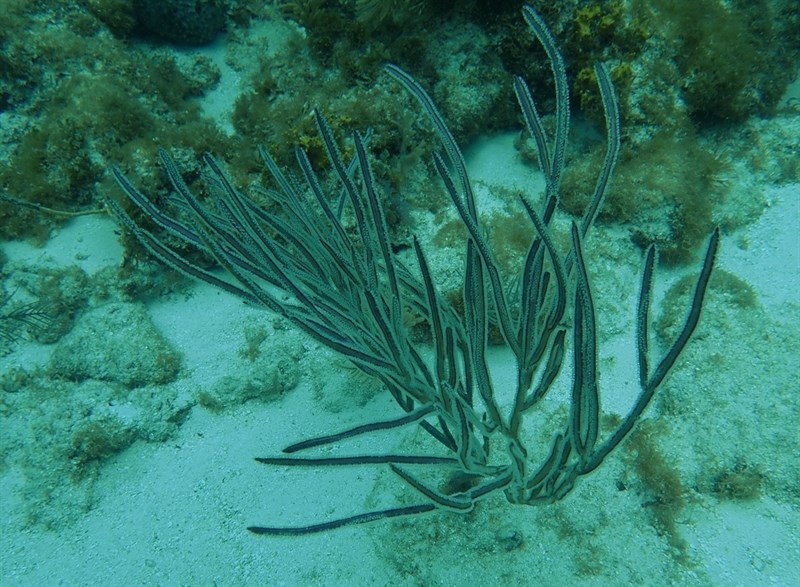 , Grooved-blade Sea Whip, Pterogorgia guadalupensis