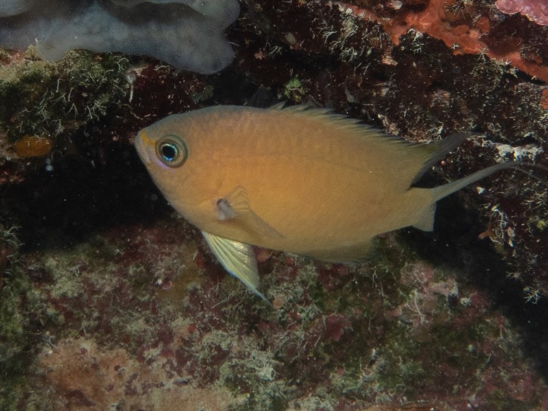 Agile chromis, Agile Chromis, Reef Chromis, Pycnochromis agilis