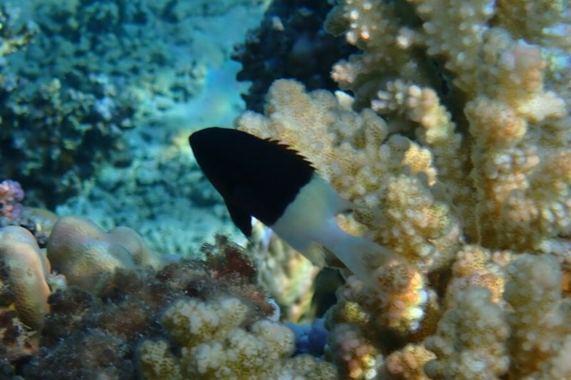 Chocolatedip chromis, Chocolatedip Chromis, Half-and-half Chromis - Pycnochromis dimidiatus, Pycnochromis dimidiatus