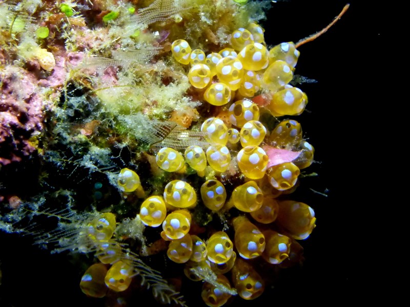 , White Spotted Sea Squirt, Pycnoclavella diminuta