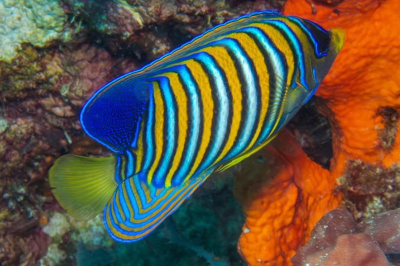 Regal angelfish, Angelfish, Bluebanded Angelfish, Empress Angelfish, Regal Angelfish, Regal Angelfish Pasific, Royal Angelfish, Royal Empress Angel, Royal Empress Angelfish, Pygoplites diacanthus