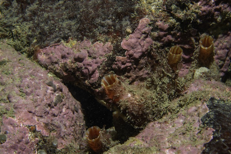 , Sea Squirt, Pyura microcosmus