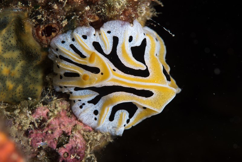 , Mushroom Coral Reticulidia, Reticulidia fungia