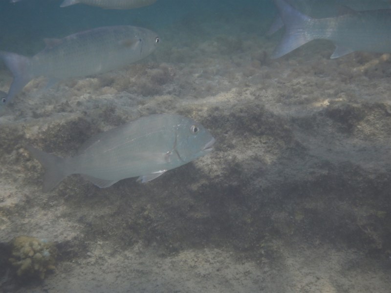 Haffara seabream, Haffara Seabream - Rhabdosargus haffara, Rhabdosargus haffara