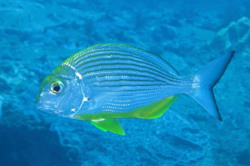 Bigeye stumpnose, , Rhabdosargus thorpei