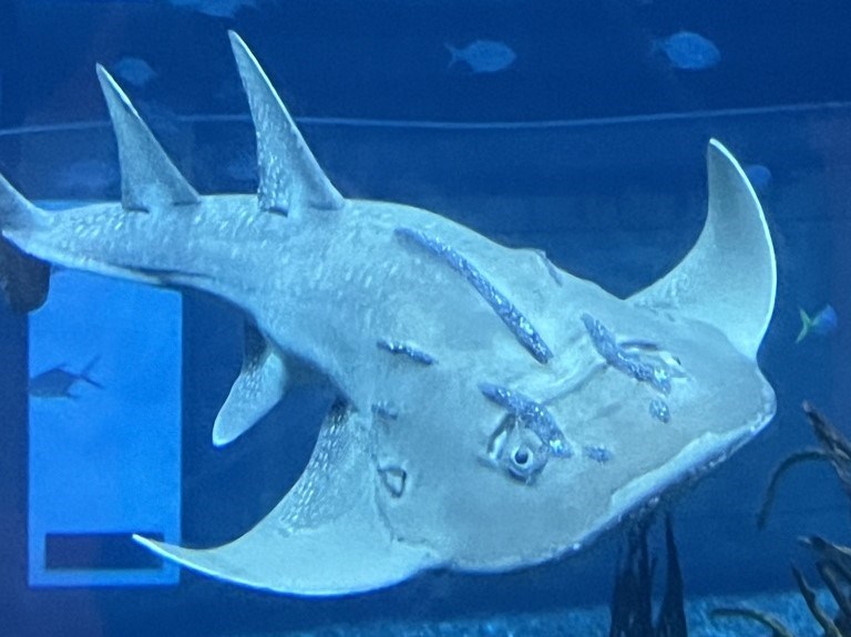 Bowmouth guitarfish, Bowmouth Guitarfish, Bow-mouthed Angel Fish, Great Shark Ray, Java Sea Shark Ray, Mud Skate, Shark Ray, Rhina ancylostomus