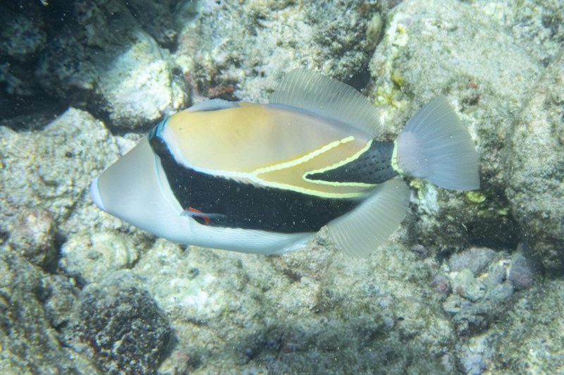 Wedge-tail triggerfish, Black-banded Triggerfish, Black-banded Trigger-fish, Reef Triggerfish, Wedge-tail Triggerfish, Wedge-tail Trigger-fish, Wedge-tailed Triggerfish, White-barred Triggerfish, Rhinecanthus rectangulus