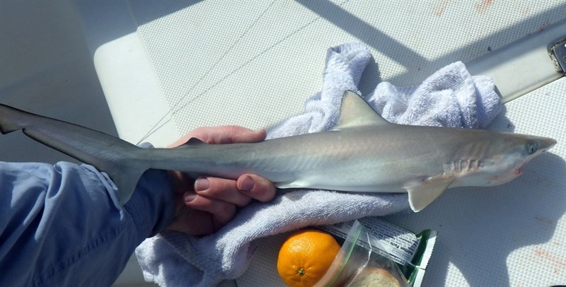 Atlantic sharpnose shark, Rhizoprionodon terraenovae, Rhizoprionodon terraenovae