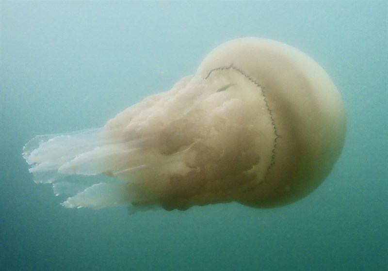 , Football Jellyfish, Yellow Mediterranean Cabbage Bleb,, Rhizostoma pulmo