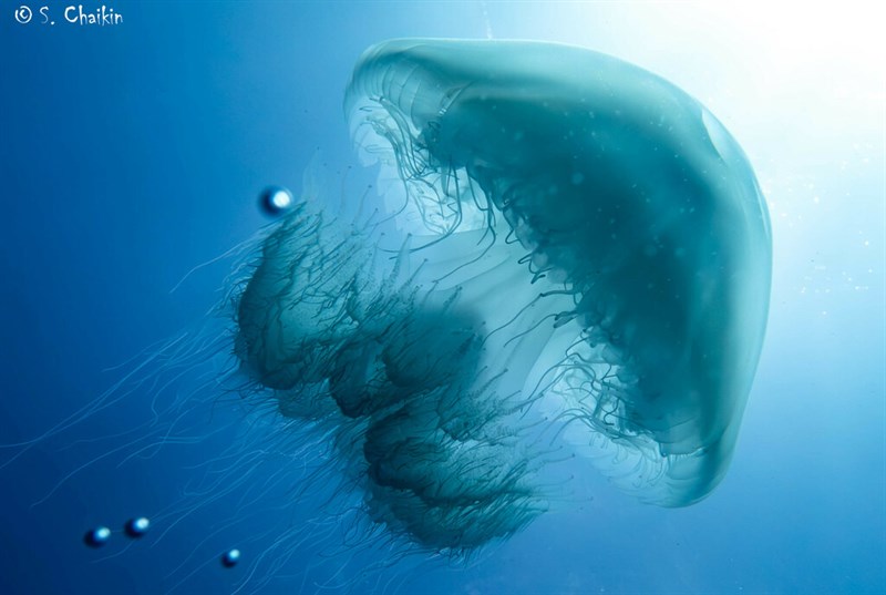 , Giant Nomad Jellyfish, Rhopilema nomadica