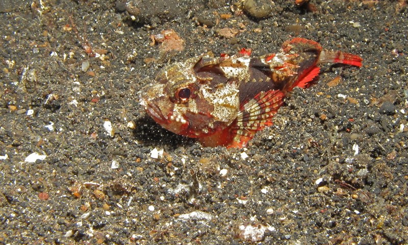 Whiteface waspfish, Whiteface Waspfish, Rouge Fish, Torres Strait Soldier Fish, White-bellied Roguefish, Whitebellied Rougefish, Whitebelly Roguefish, Richardsonichthys leucogaster