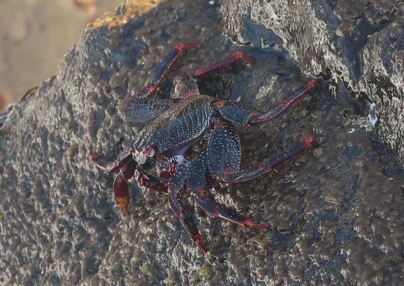 Rote Felsenkrabbe Klippenkrabbe - Grapsus adscensionis