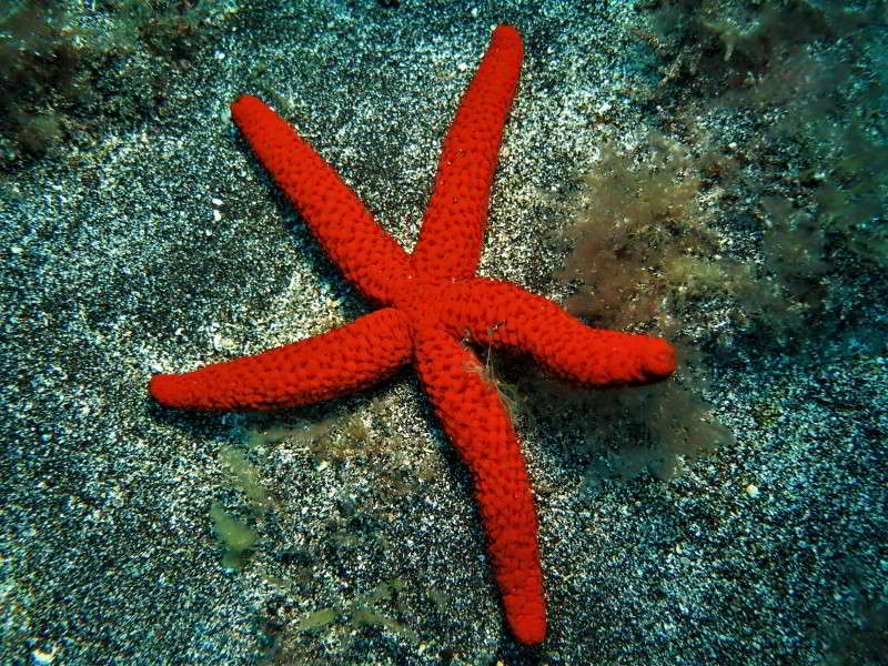 Roter-Seestern-purpurstern-roter-Mittelmeer-Seestern-blutstern-Echinaster-sepositus-atlantik-kanaren-tauchen-kanarische-inseln-mittelmeer