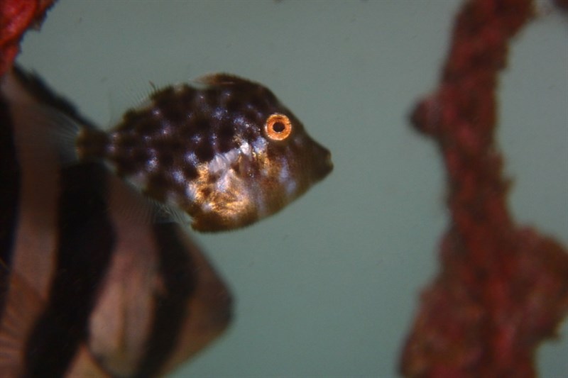 Whitespotted pygmy filefish, Whitespotted Pygmy Filefish - Rudarius ercodes, Rudarius ercodes