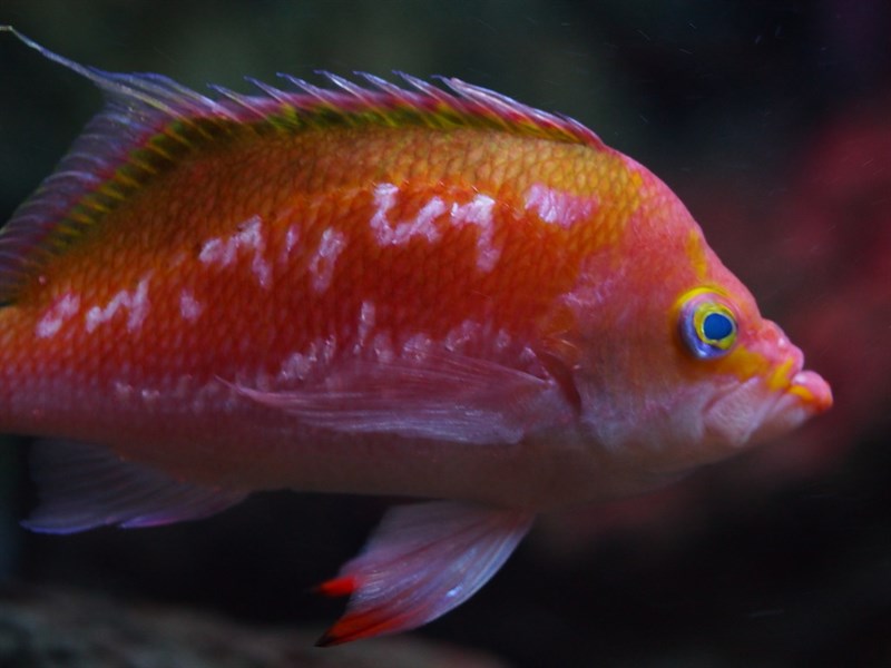 , Anthias Margaritaceus, Sacura margaritacea