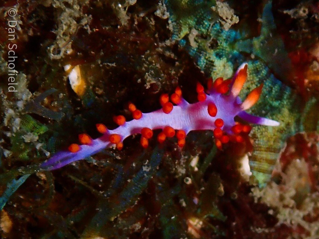 , Nudibranch - Samla rubropurpurata, Samla rubropurpurata