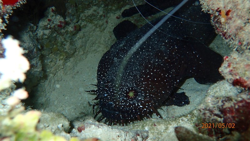 , Whitespotted Toadfish, Starry Toadfish - Sanopus astrifer, Sanopus astrifer