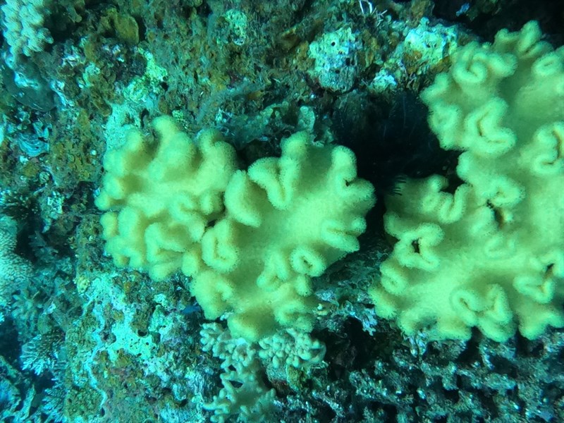 , Yellow Leather Coral - Sarcophyton elegans, Sarcophyton elegans