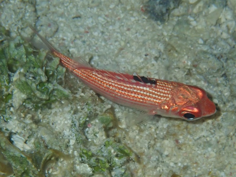 Reef squirrelfish, Reef Squirrelfish - Sargocentron coruscum, Sargocentron coruscum