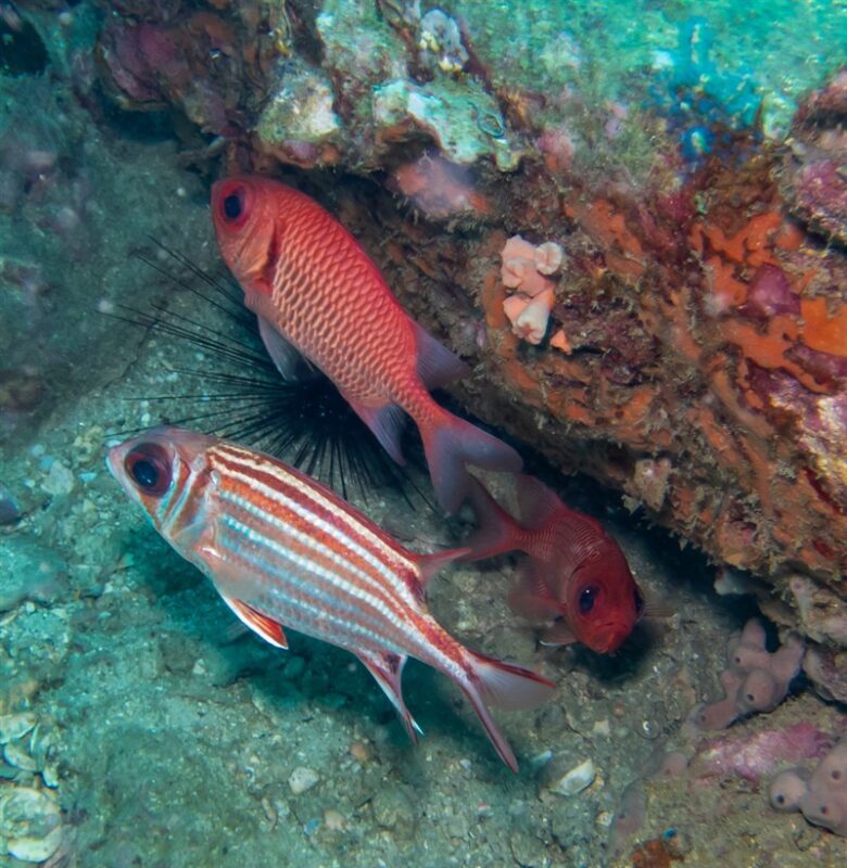 Redcoat, Sargocentron rubrum