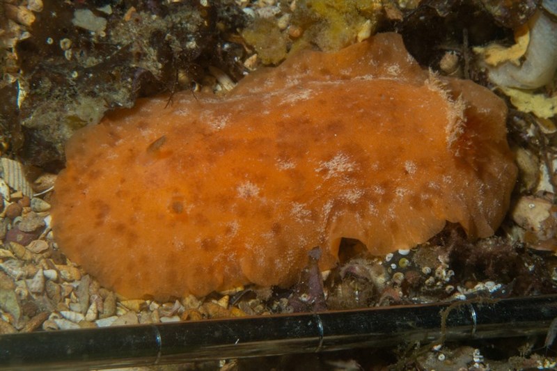 , Tarka Sea-Lemon, Sclerodoris tarka