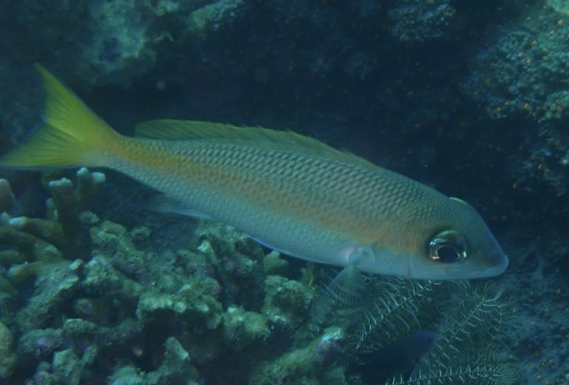 Yellowstripe monocle bream, Yellowstripe Monocle Bream, Scolopsis aurata