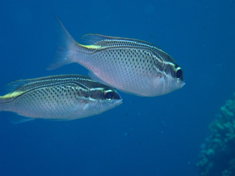 Arabian monocle bream, Arabian Monocle Bream, Scolopsis ghanam