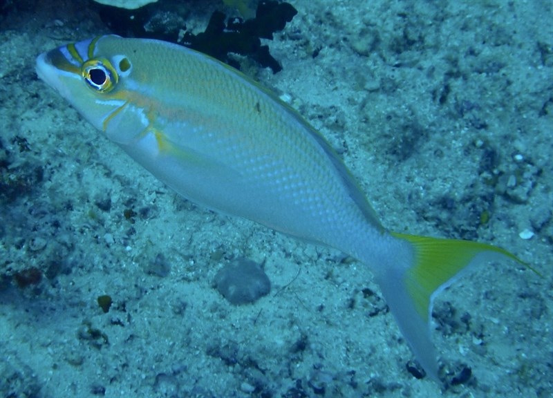 Bald-spot monocle bream, Bald-spot Monocle Bream, Rainbow Monocle Bream, Scolopsis temporalis