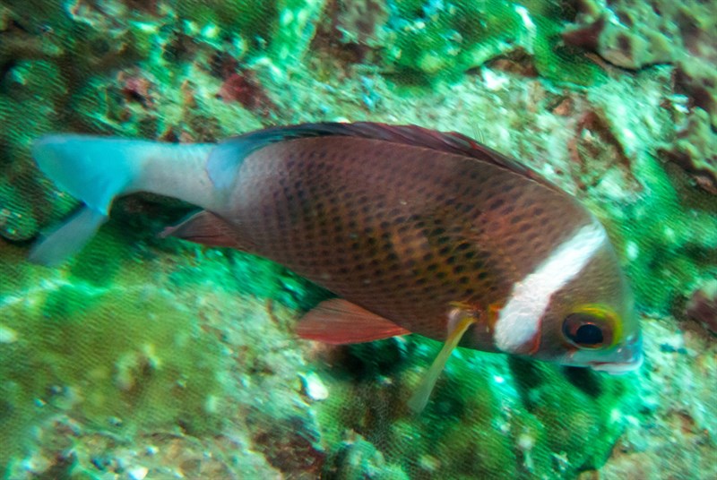 Whitecheek monocle bream, White-band Spinecheek, White-cheeked Monocle Bream, White-cheeked Monocle-bream, Scolopsis vosmeri