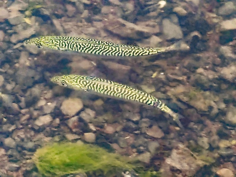 Atlantic mackerel, , Scomber scombrus