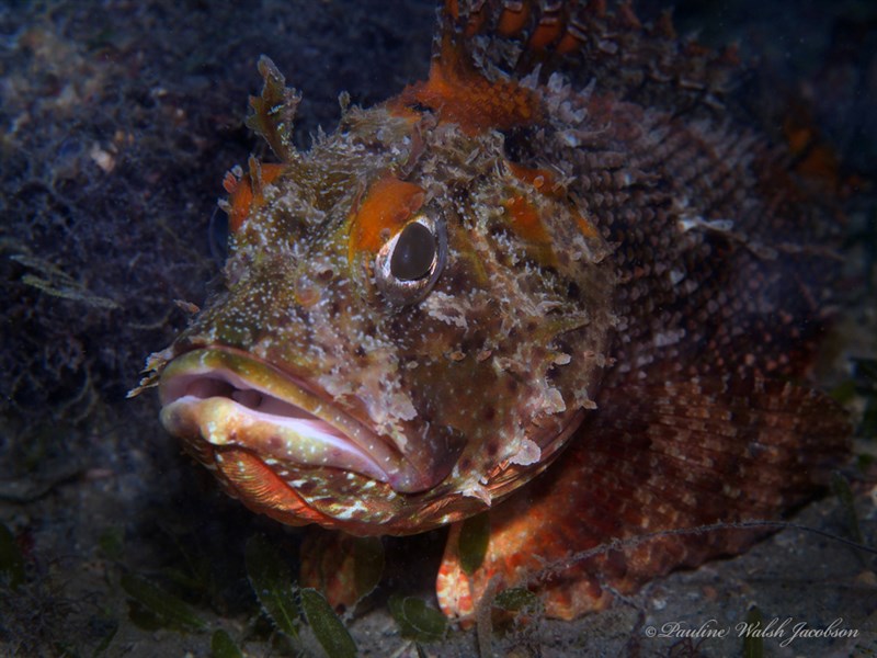 Barbfish, Scorpaena brasiliensis