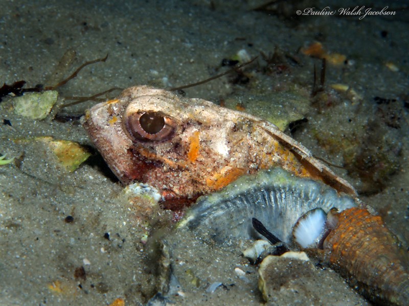 Smooth-head scorpionfish, , Scorpaena calcarata