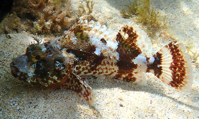 Eastern red scorpionfish, Eastern Red Scorpionfish, Grandfather Hapuku, Cardinal Scorpionfish, Cook's Rockcod, Kermadec Scorpionfish, Northern Scorpionfish, Red Scorpion Fish, Red Scorpion-cod, Sandy-bay Cod, Scorpaena cardinalis