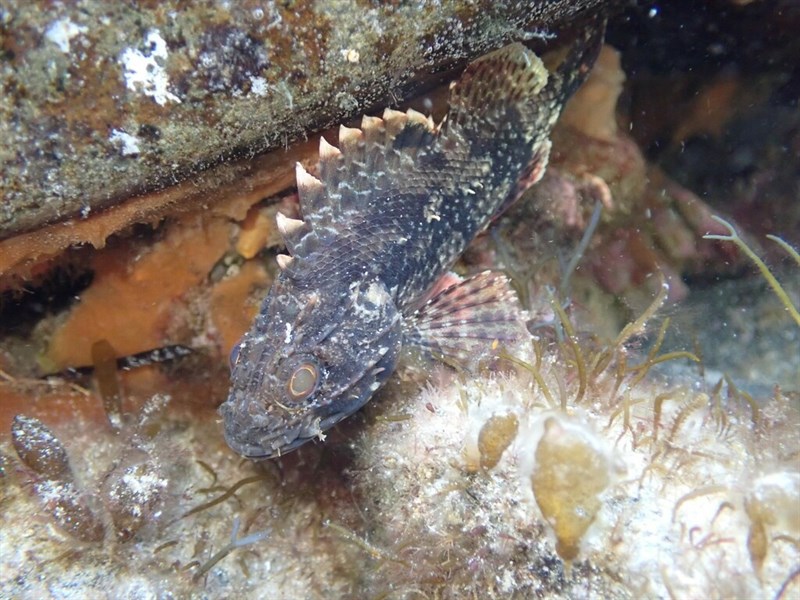 Red rock cod, Red Rock Cod, Southern Red Scorpionfish, New Zealand Scorpionfish, Scorpaena papillosa