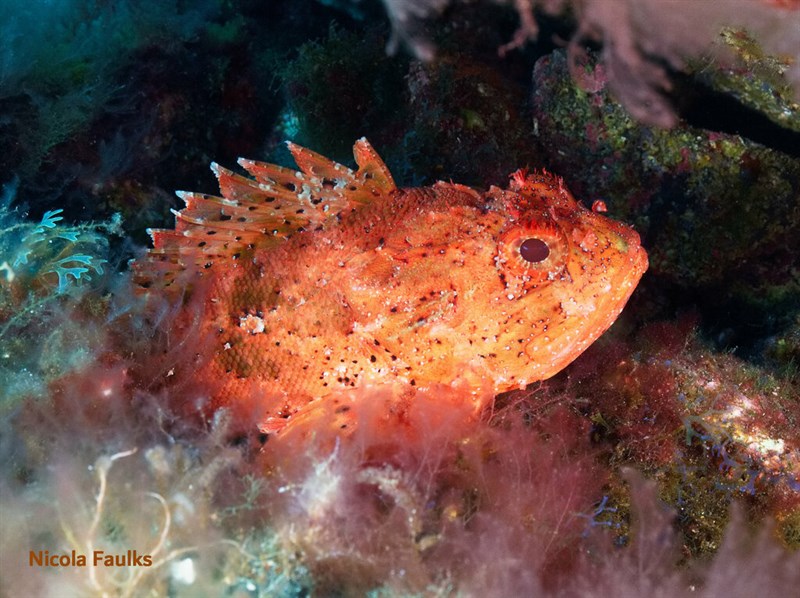 Black scorpionfish, Black Scorpionfish, Scorpaena porcus