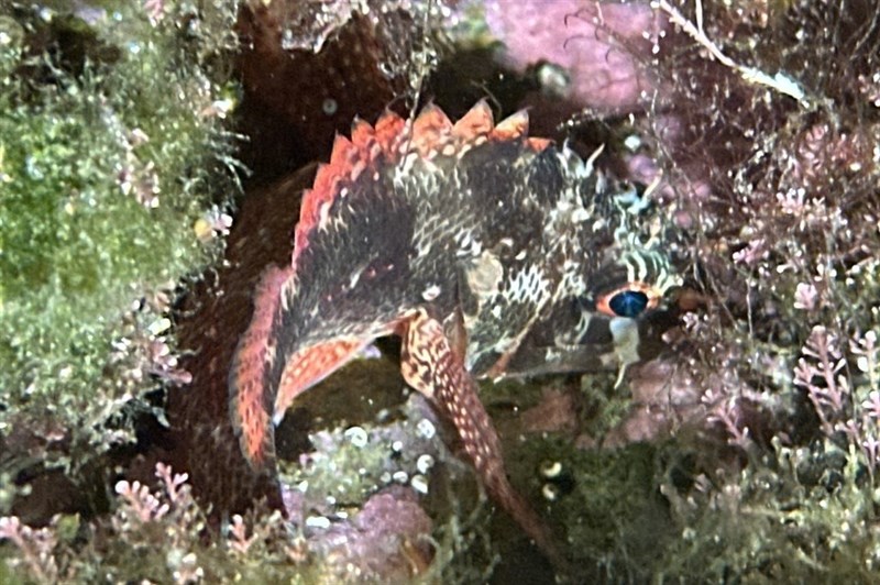 Cheekspot scorpionfish, Little Scorpionfish, Cheekspot Scorpionfish, Scorpaenodes evides