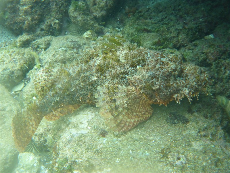 Jenkin's scorpionfish, , Scorpaenopsis cacopsis