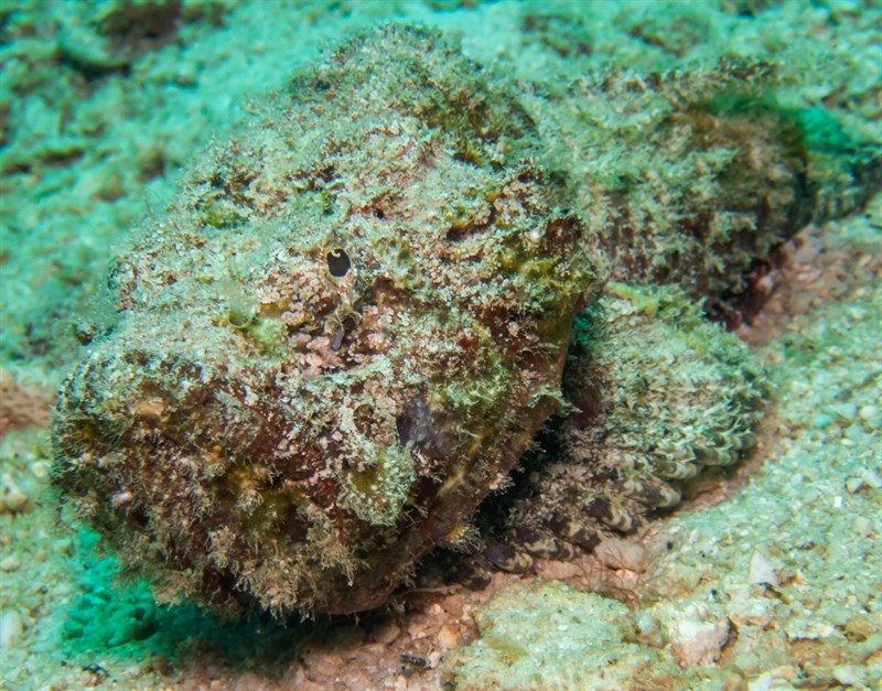 False stonefish, Devil Scorpionfish, False Scorpionfish, False Stonefish, Scorpaenopsis diabolus