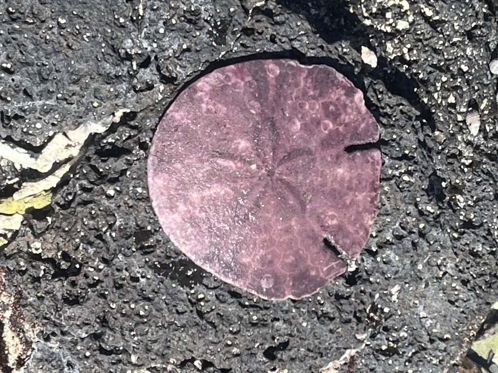 , Sanddollar, Sculpsitechinus auritus